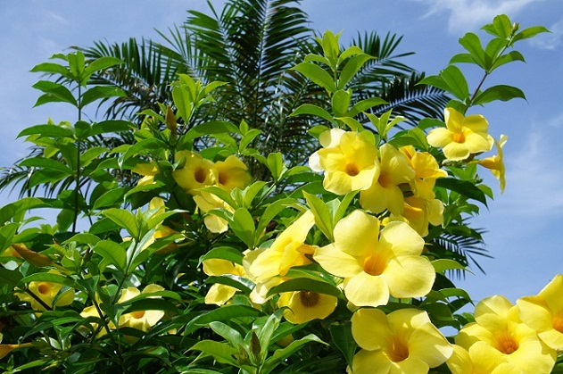 沖縄の花やグリーン Kstage ブログ