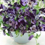 ・・・ビオラ・・・