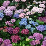 私の母が育てた紫陽花（あじさい）たち・・・