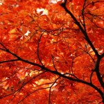 ｢紅葉」写真で行った気分に・・・。