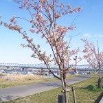 父が植えた河津桜