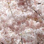 日本の国花・・・桜が満開ですね！！