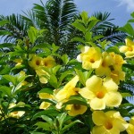 沖縄の花やグリーン！！