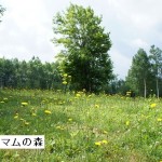 富良野・ラベンダー　トマム・登別　旅行