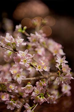 桜・SAKURA